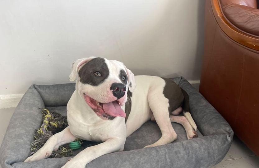 Dog bed with sides | 2-sided | METAL GREY | animalistus