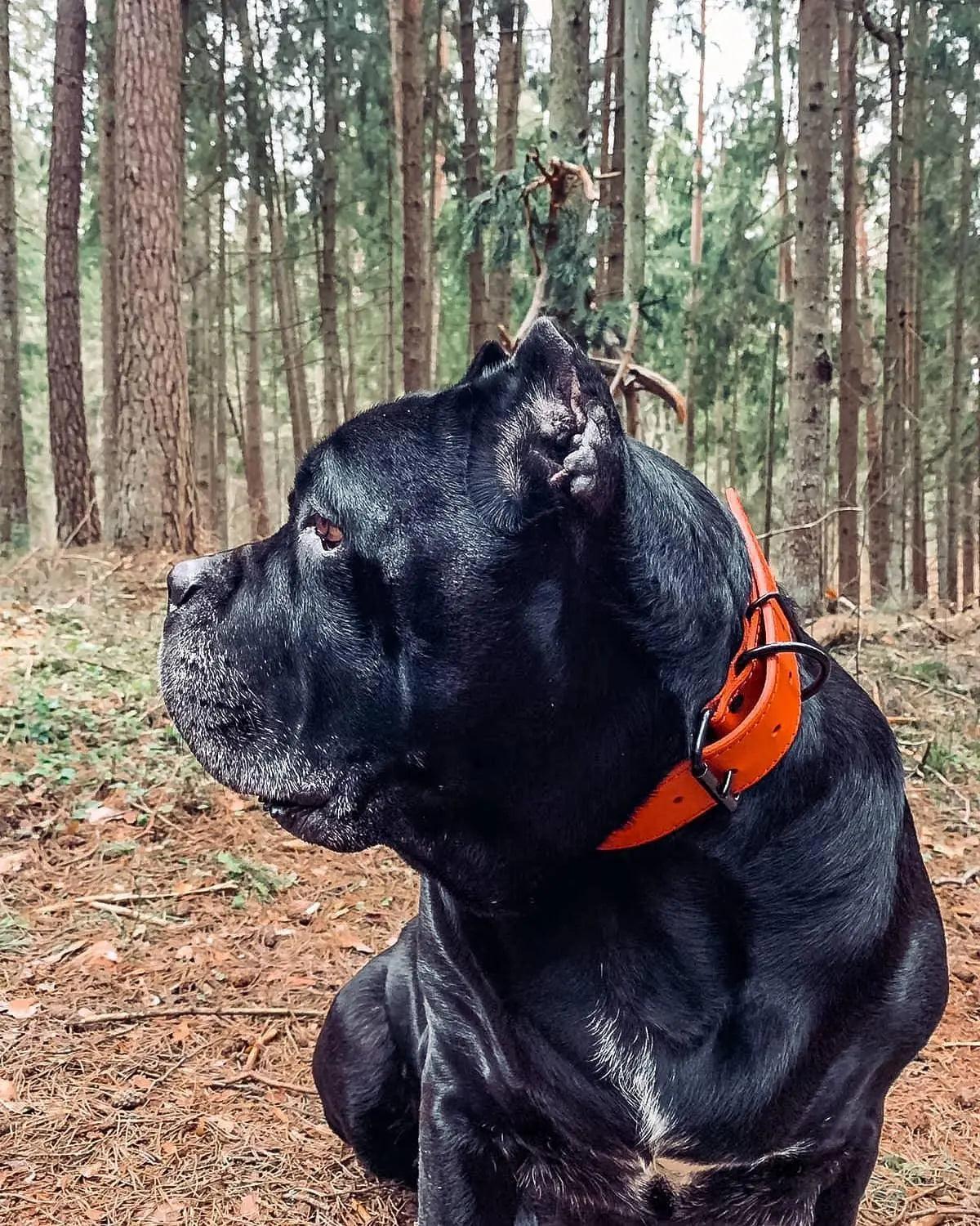 Handmade red leather dog collar | animalistus