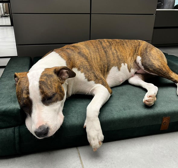 MOSS GREEN dog bed | 2-sided | Transformer