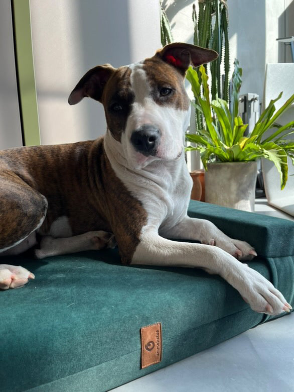 MOSS GREEN dog bed | 2-sided | Transformer