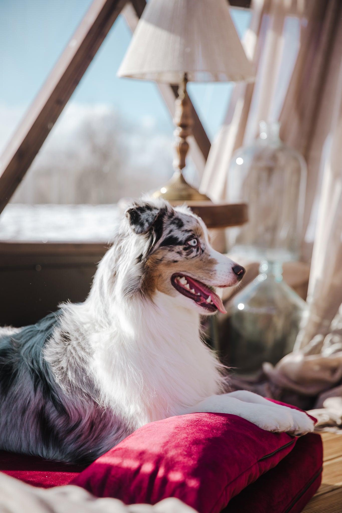 Dog's bedroom bed | ComfySupport+ | 2-sided | RUBY RED | animalistus