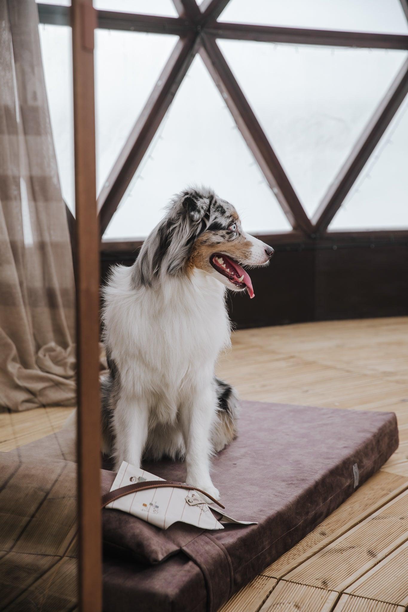 Dog's bedroom bed | ComfySupport+ | 2-sided | TAUPE | animalistus