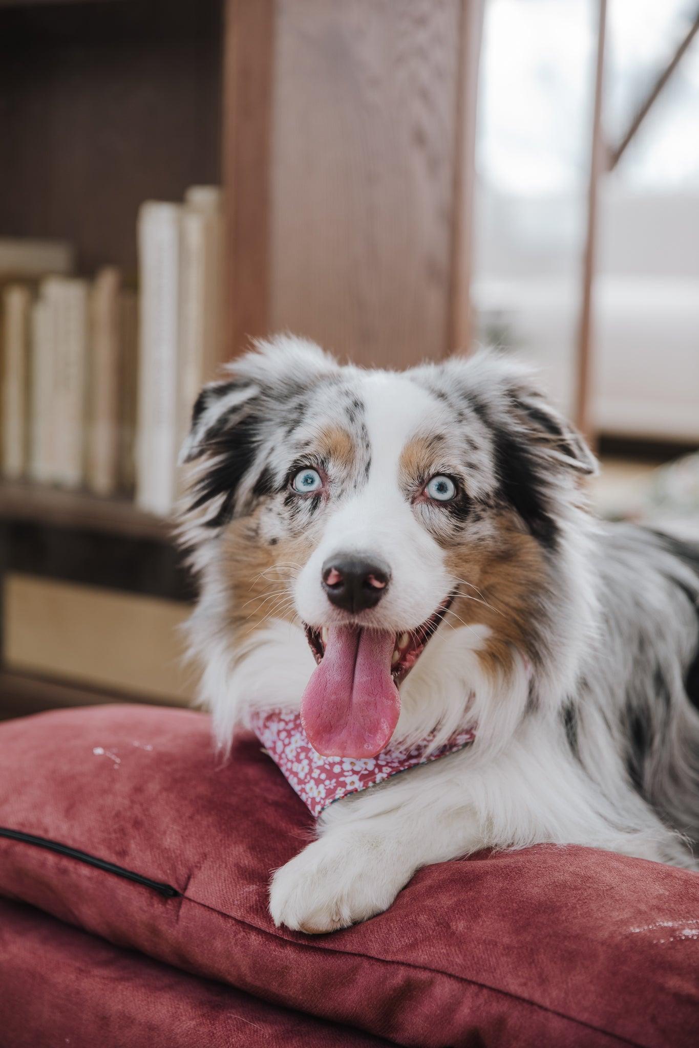 Dog's bedroom bed | ComfySupport+ | 2-sided | TERRACOTTA | animalistus