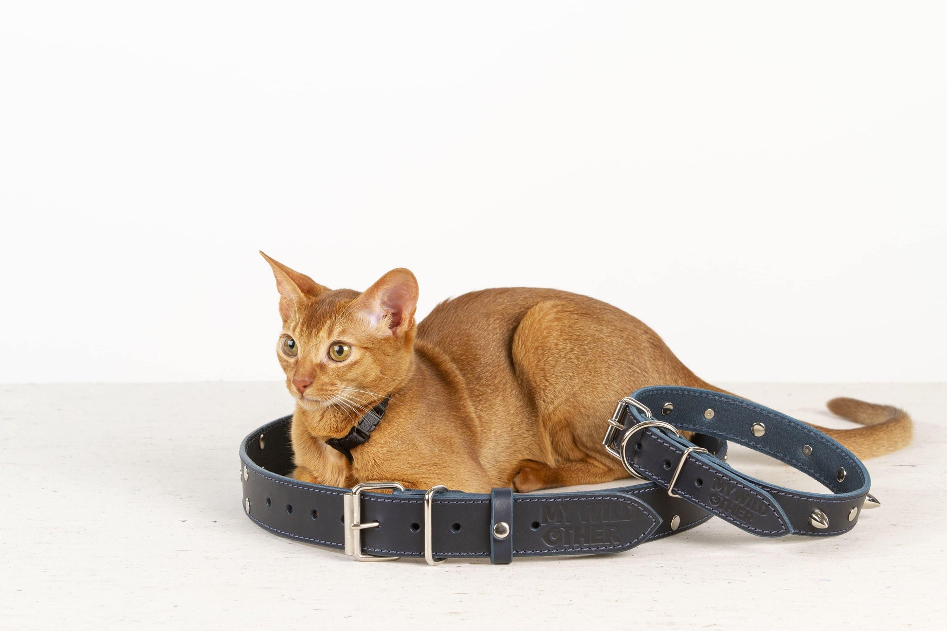 Handmade blue leather STUDDED dog collar - premium dog goods handmade in Europe by animalistus