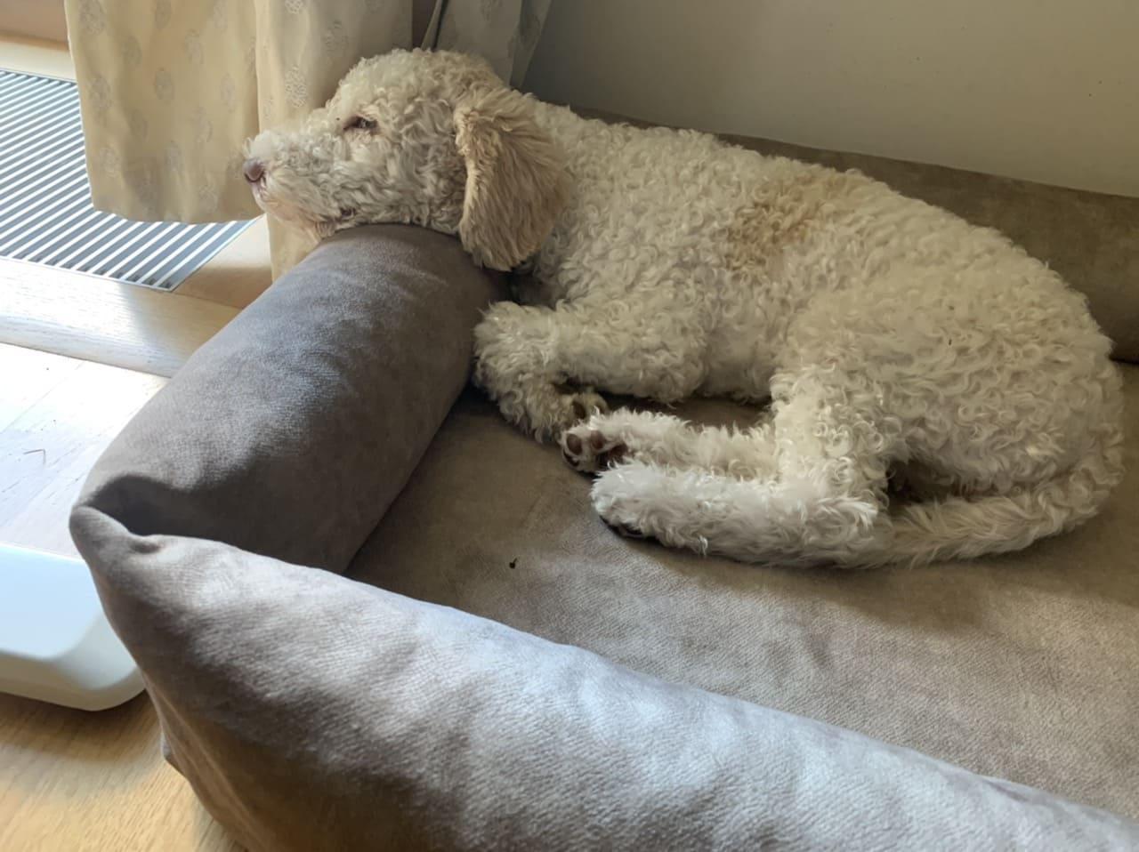 2-sided dog bed with sides. BEIGE - premium dog goods handmade in Europe by My Wild Other