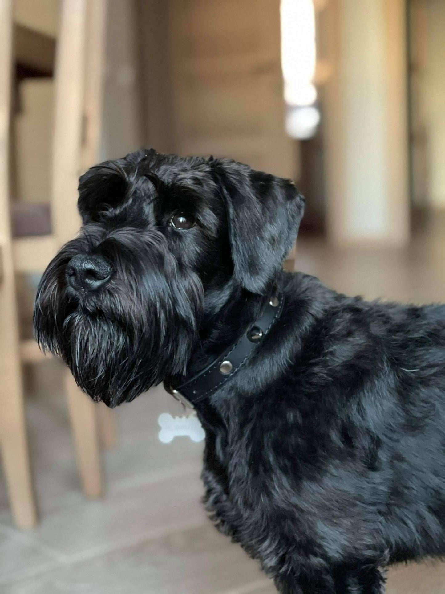 Handmade black leather STUDDED dog collar | animalistus