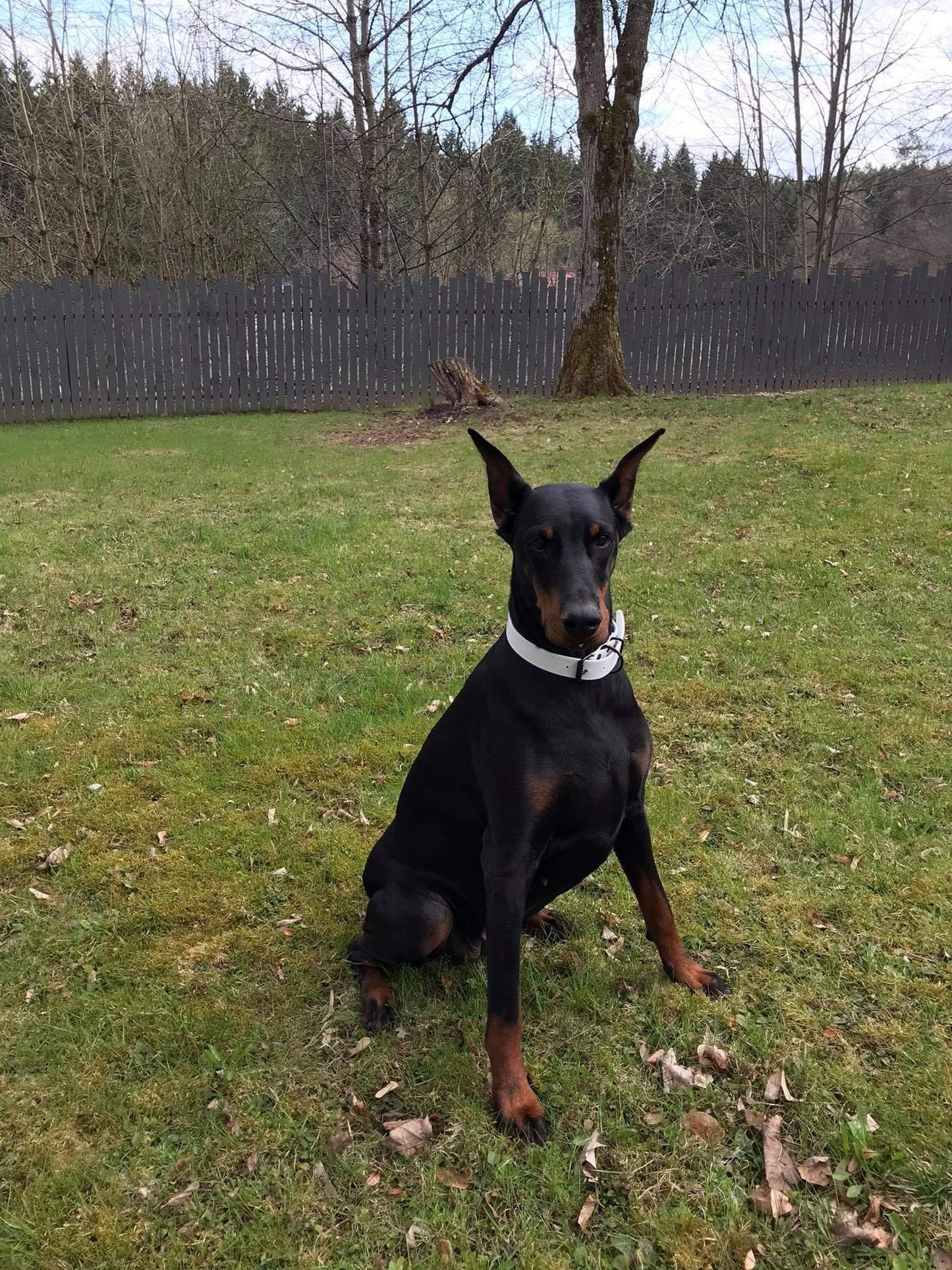 Handmade white leather dog collar | animalistus