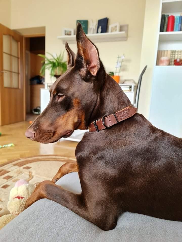 Handmade brown leather dog collar | animalistus