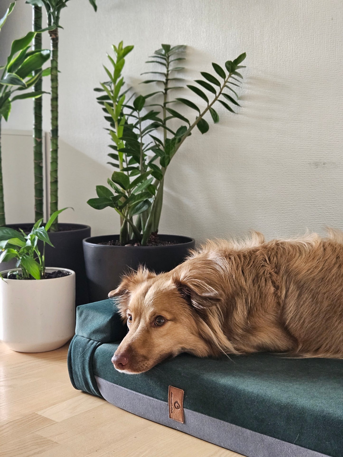 MOSS GREEN+STEEL GREY dog bed | 2-sided | Transformer