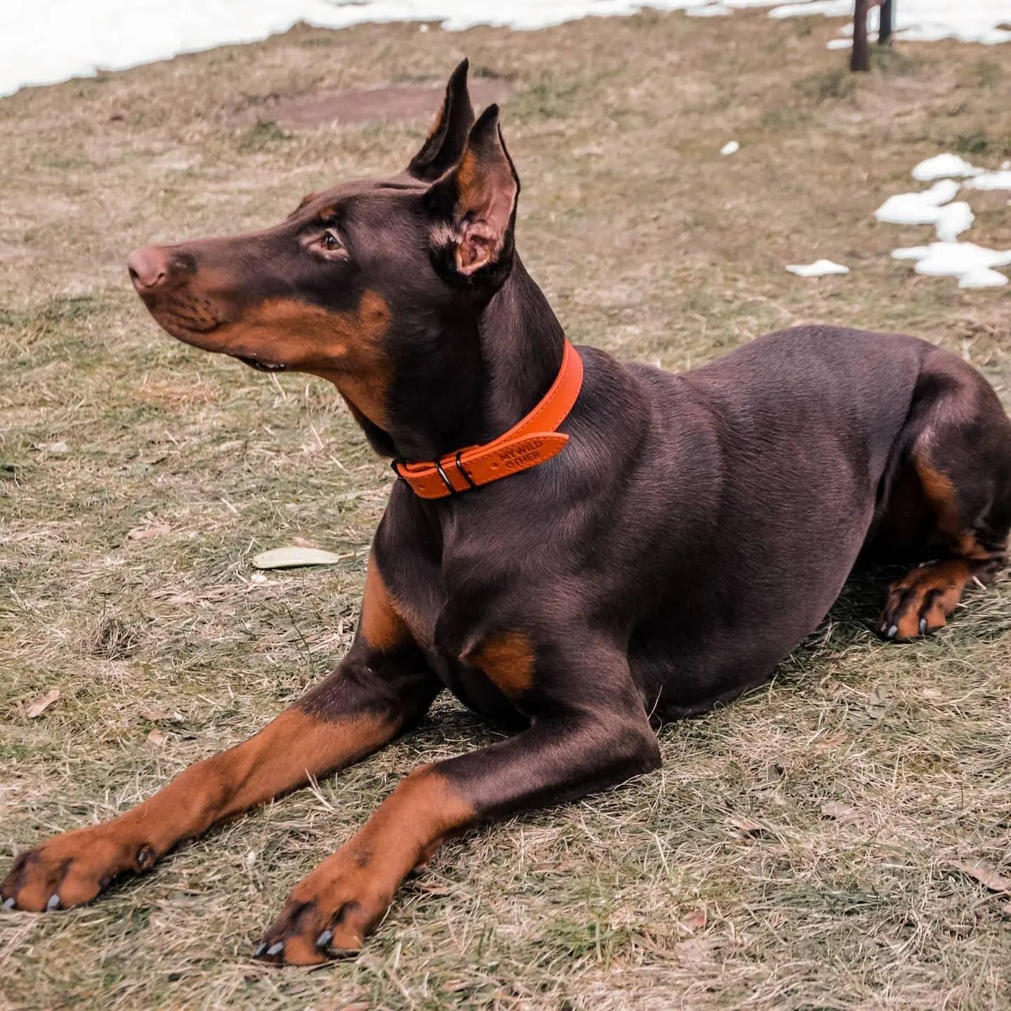 Handmade red leather dog collar - premium dog goods handmade in Europe by animalistus