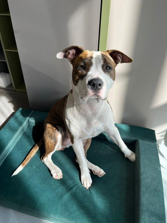 MOSS GREEN dog bed | 2-sided | Transformer