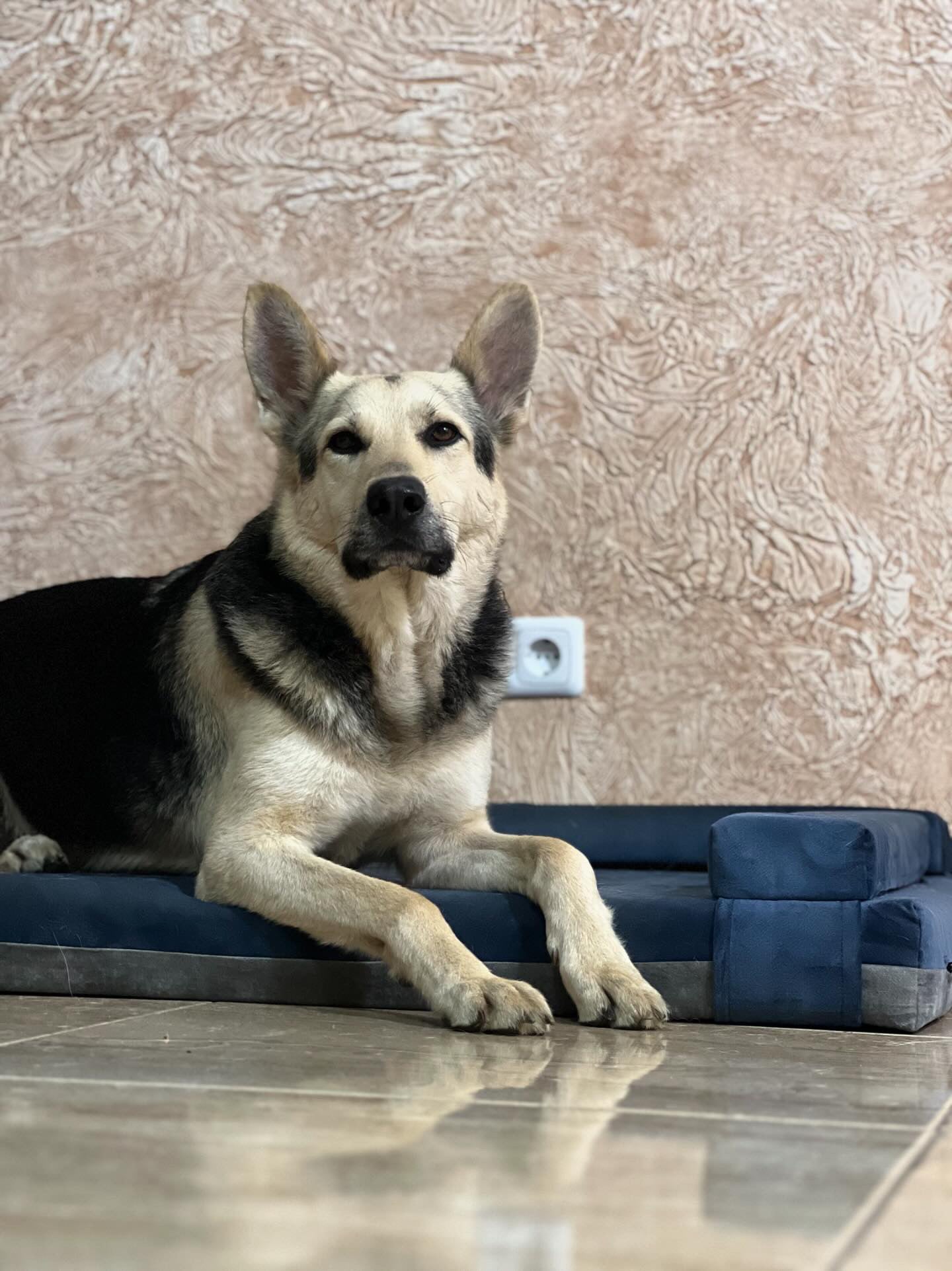 SAPPHIRE BLUE+FOG GREY dog bed | 2-sided | Transformer