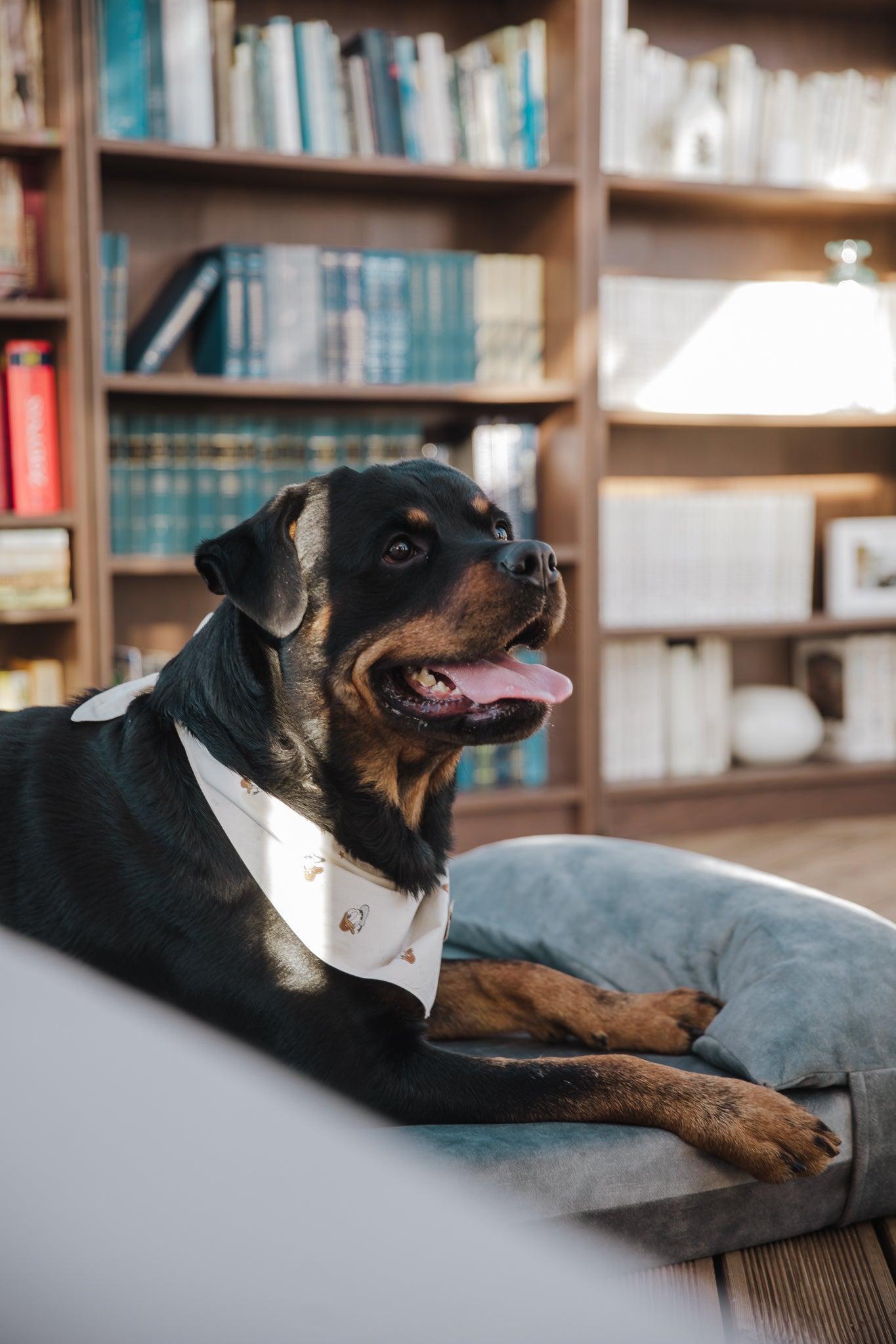 Dog's bedroom bed | ComfySupport+ | 2-sided | METAL GREY | animalistus