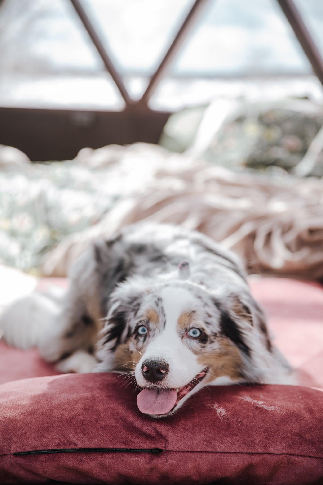 2-sided extra large & supportive dog bed. TERRACOTTA - premium dog goods handmade in Europe by My Wild Other