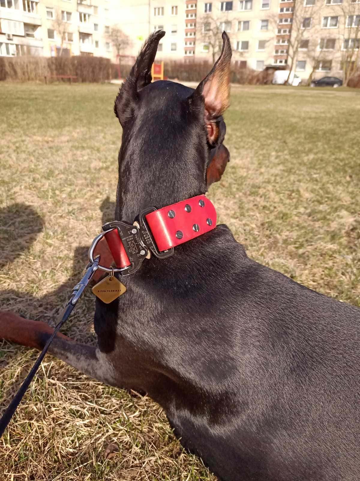 Red leather dog collar with COBRA® buckle - premium dog goods handmade in Europe by My Wild Other