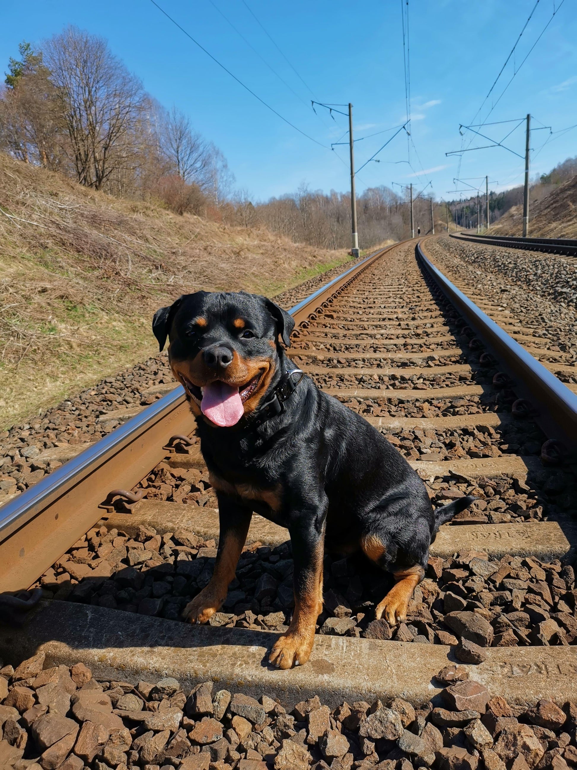 Black leather dog collar with COBRA® buckle | animalistus