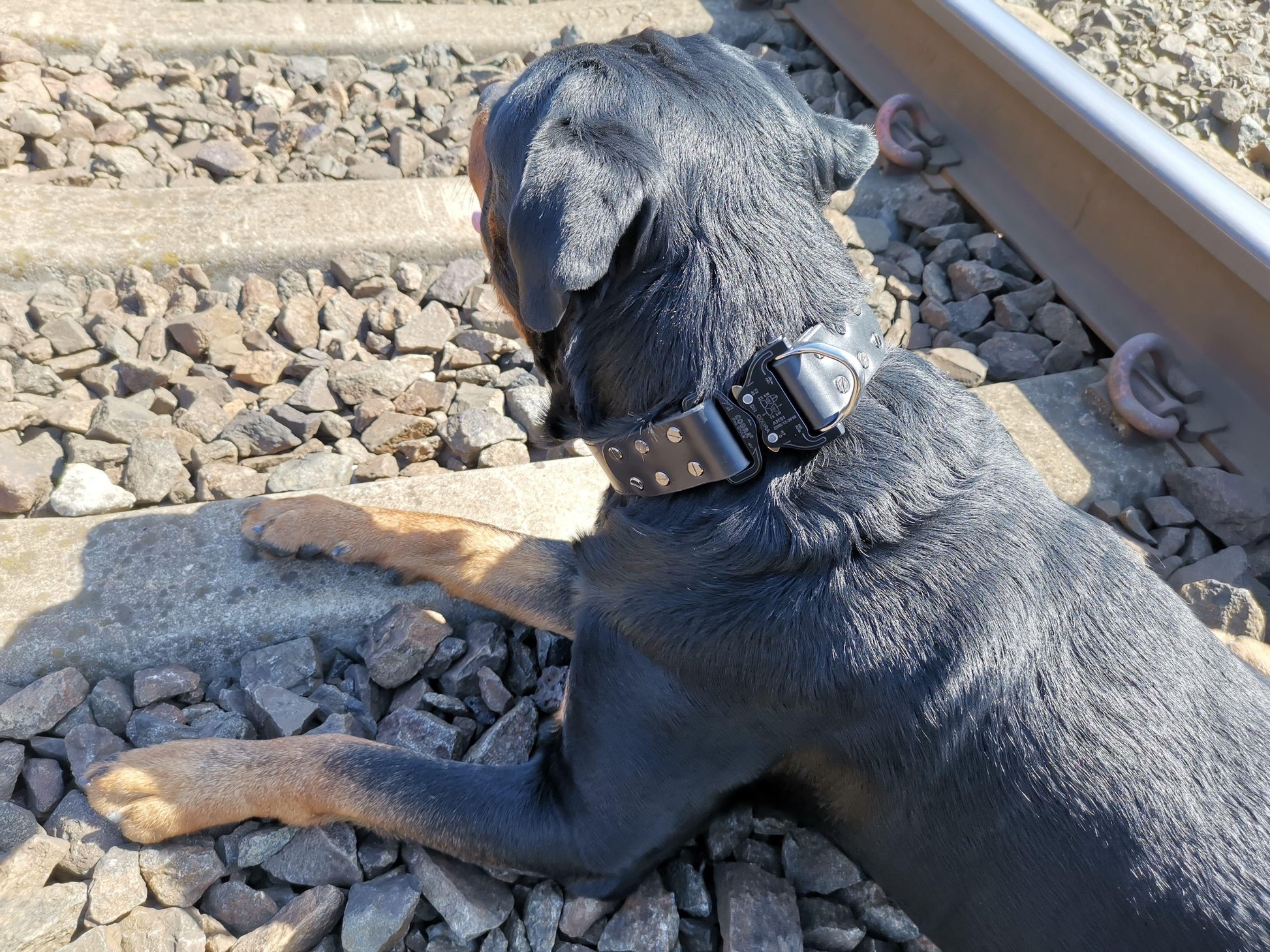Black leather dog collar with COBRA® buckle | animalistus