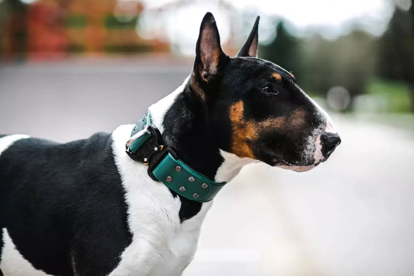 Green leather dog collar with COBRA® buckle | animalistus