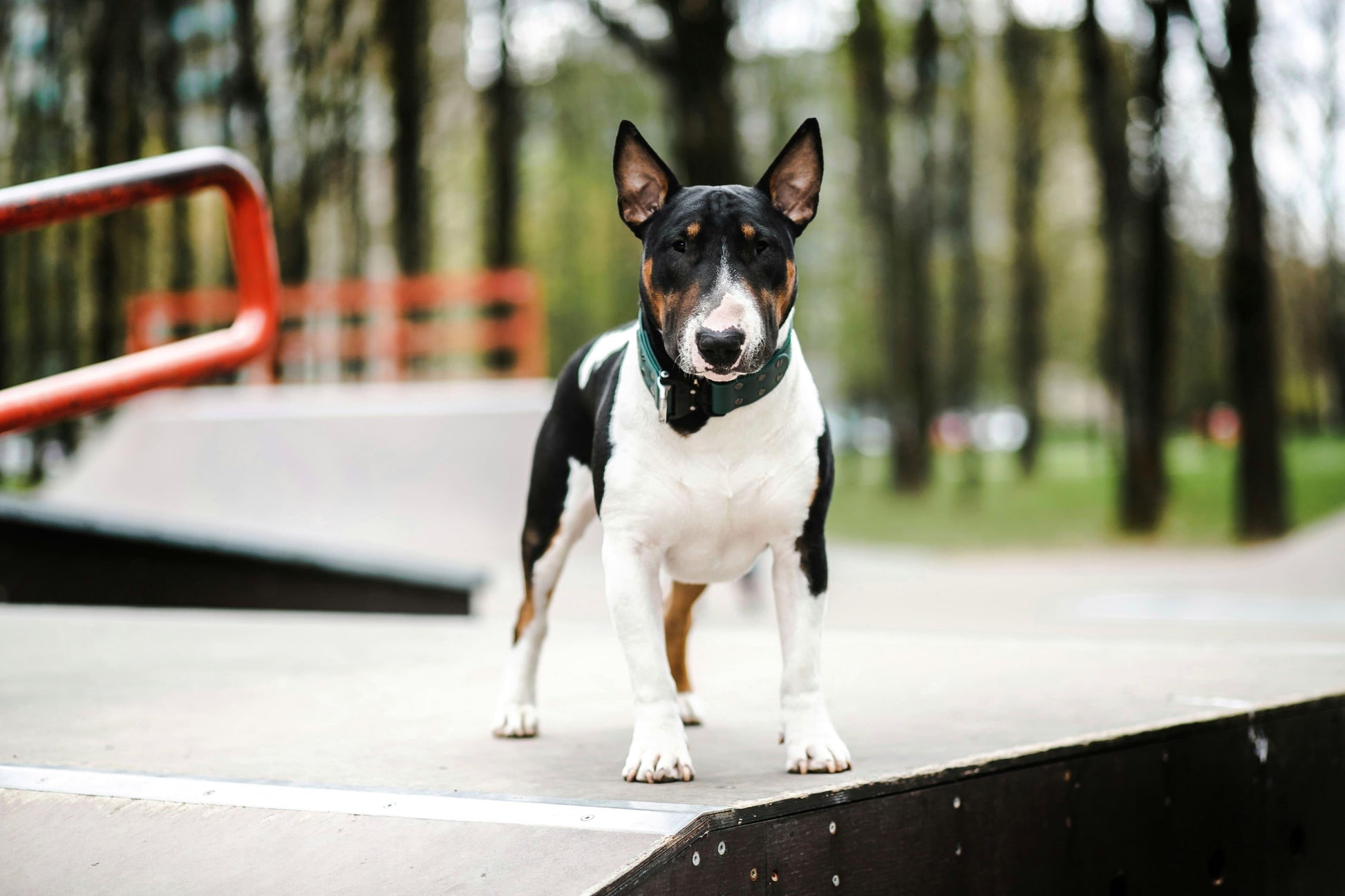 Green leather dog collar with COBRA® buckle | animalistus