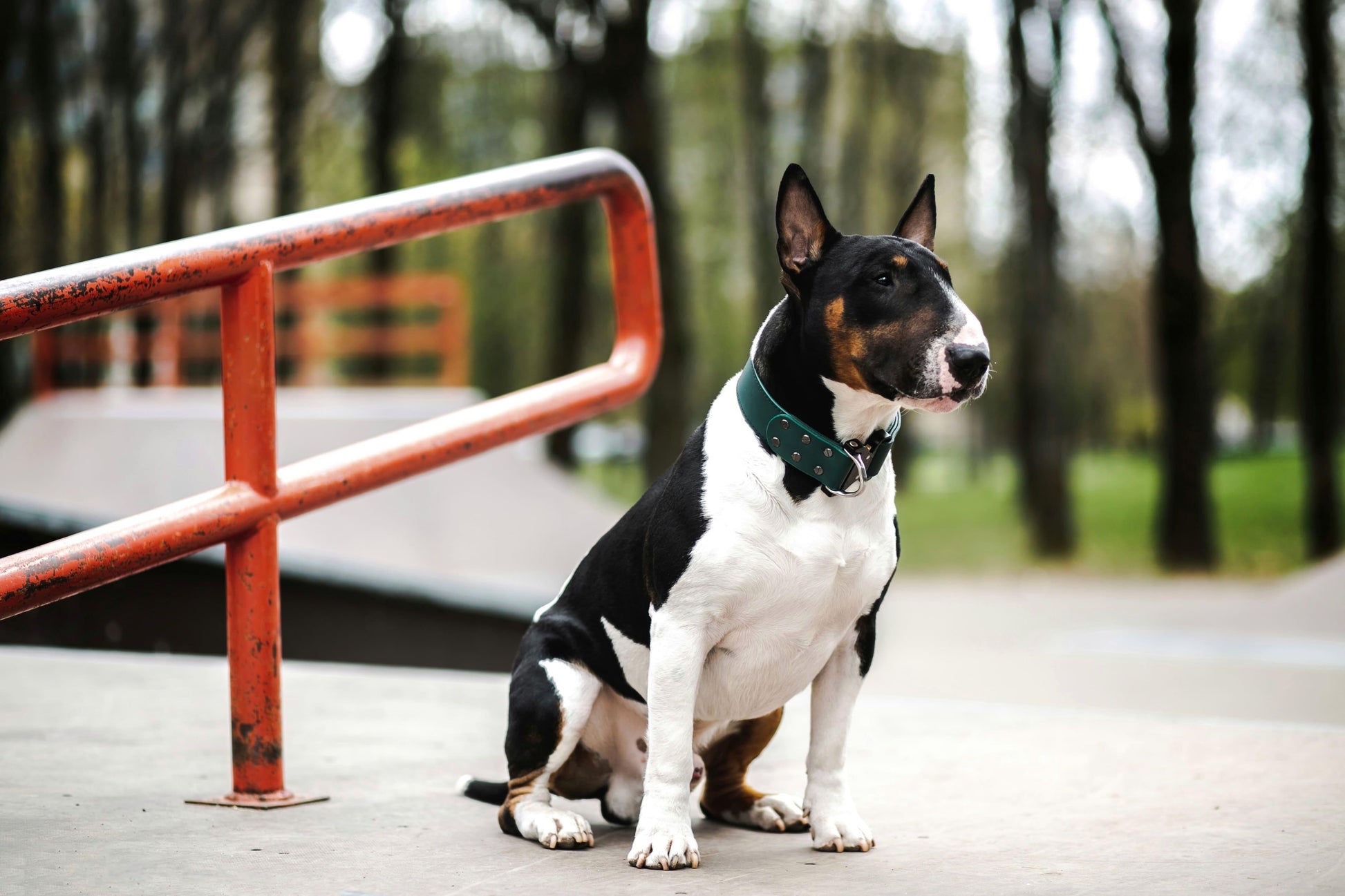 Green leather dog collar with COBRA® buckle | animalistus