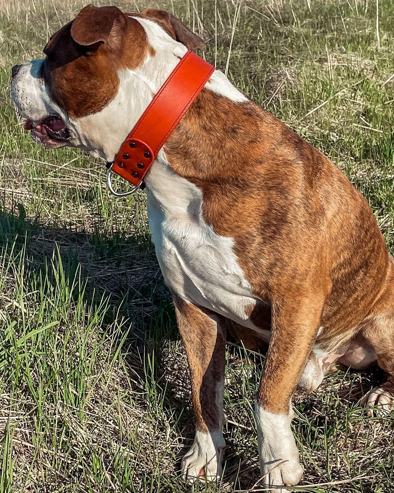 Red leather dog collar with COBRA® buckle - premium dog goods handmade in Europe by My Wild Other