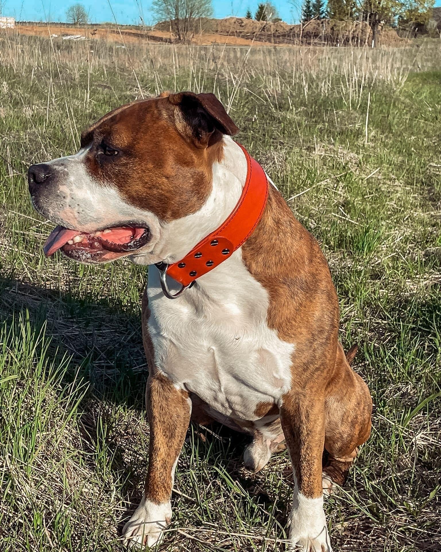 Red leather dog collar with COBRA® buckle - premium dog goods handmade in Europe by My Wild Other