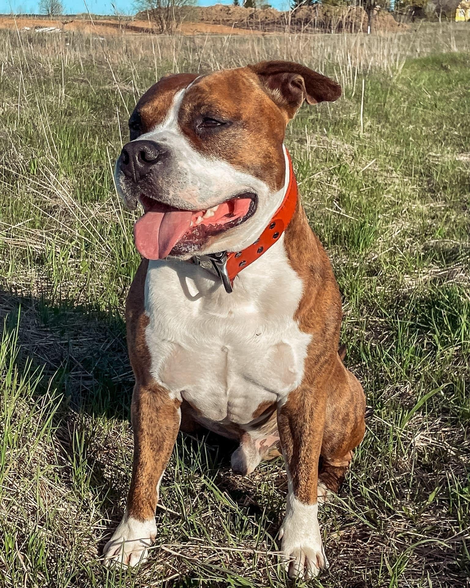 Red leather dog collar with COBRA® buckle - premium dog goods handmade in Europe by My Wild Other