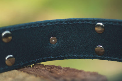 Handmade blue leather STUDDED dog collar - premium dog goods handmade in Europe by My Wild Other