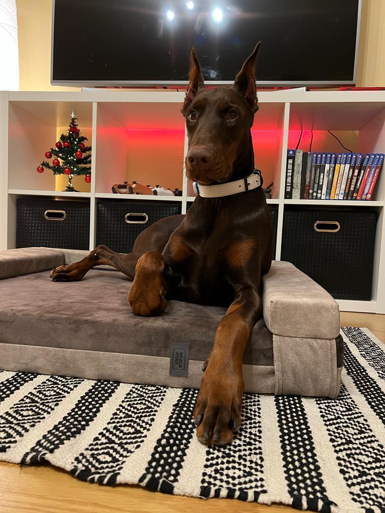 2-sided transformer dog bed. BEIGE+TAUPE - premium dog goods handmade in Europe by My Wild Other