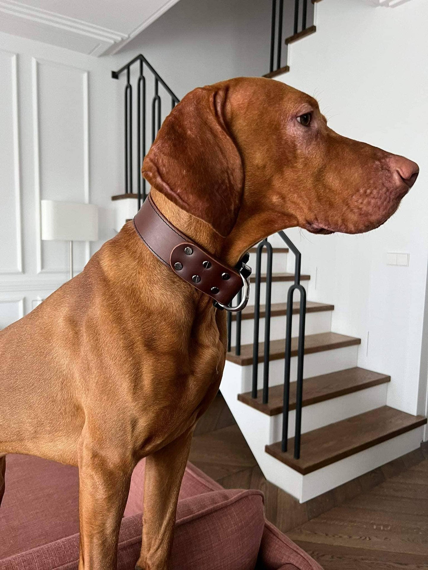 Brown leather dog collar with COBRA® buckle - premium dog goods handmade in Europe by animalistus